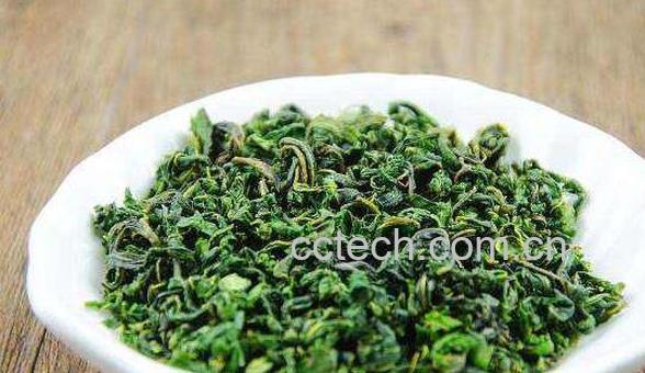 桑叶茶的功效与作用 长期喝桑叶茶的副作用-1