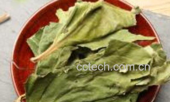 柿子叶茶的功效与作用及冲泡方法-1