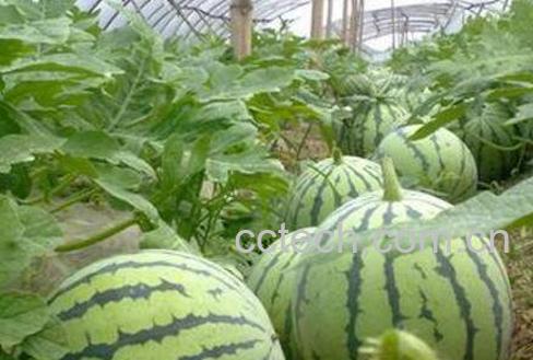 西瓜怎么种植 西瓜的种植方法和时间-0