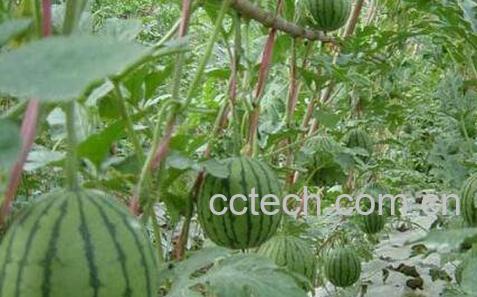 西瓜怎么种植 西瓜的种植方法和时间-1