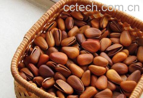 松子的功效与作用有哪些-0