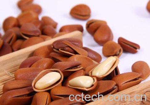 松子的功效与作用有哪些-1