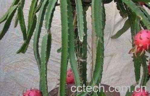 火龙果家庭种植方法-1