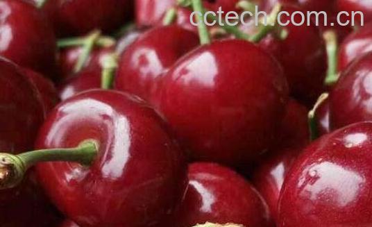 车厘子的功效与作用及禁忌-1