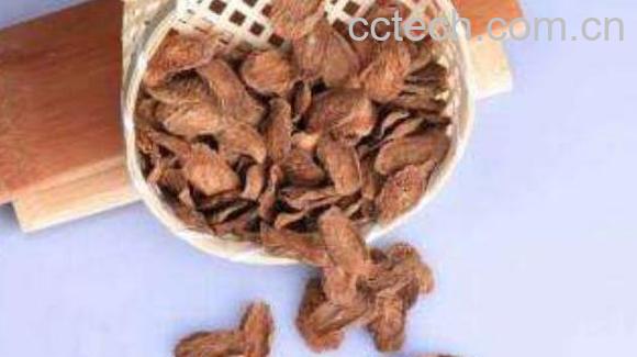 牛蒡茶的功效与作用有哪些 牛蒡茶对女人的作用-1