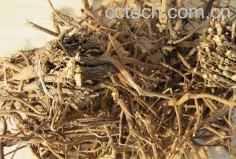 柴胡的功效与作用及药用价值-0