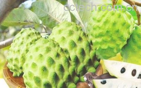 释迦怎么吃 释迦的吃法技巧-0