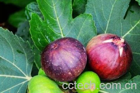 无花果有哪些功效与作用-1