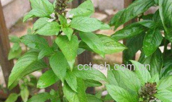 金不换茶叶的功效与作用-1