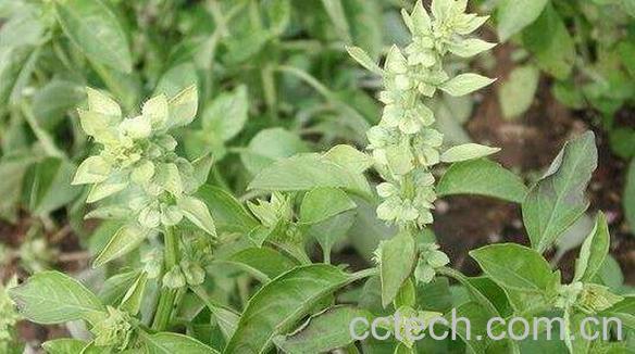 金不换茶叶的功效与作用-0