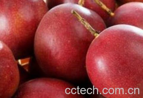 百香果常见的功效与作用-0