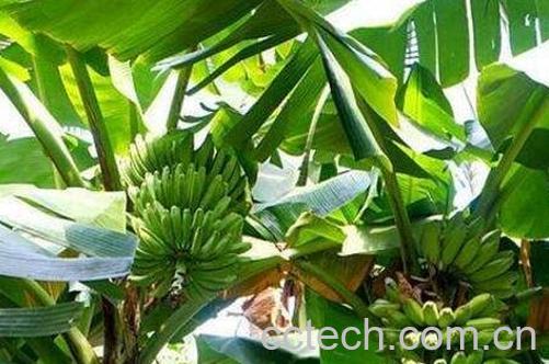 芭蕉的功效与作用及药用价值-1