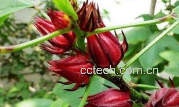 玫瑰茄的功效与作用 玫瑰茄的副作用-1