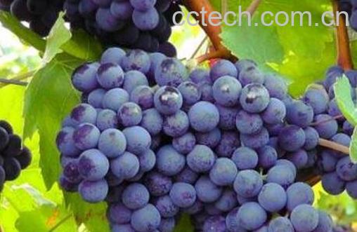 吃葡萄有什么好处 吃葡萄的功效与作用-0