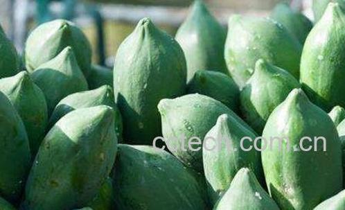 青木瓜怎么吃 青木瓜的吃法技巧-1