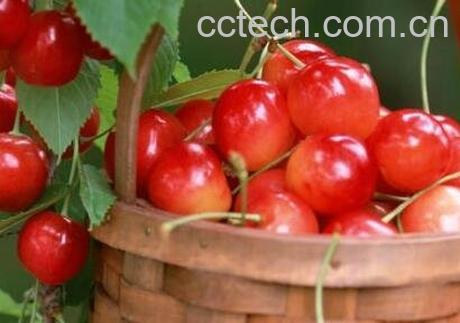 男人吃什么水果补血-0