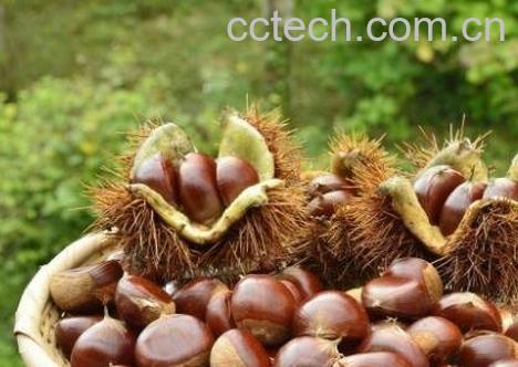 吃板栗有什么好处 吃板栗的功效与作用-0