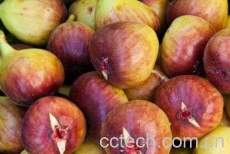 鲜无花果的功效与禁忌-0