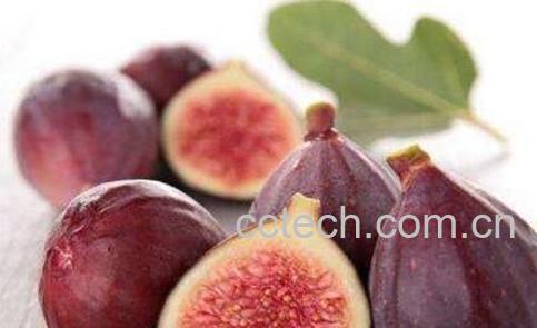 鲜无花果的功效与禁忌-1