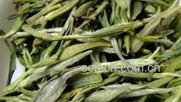 黄芽茶属于什么茶 黄芽茶的功效与作用-1