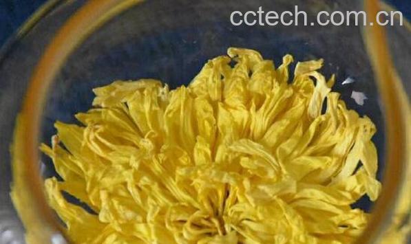 金丝皇菊的功效与作用 喝金丝皇菊的好处-0