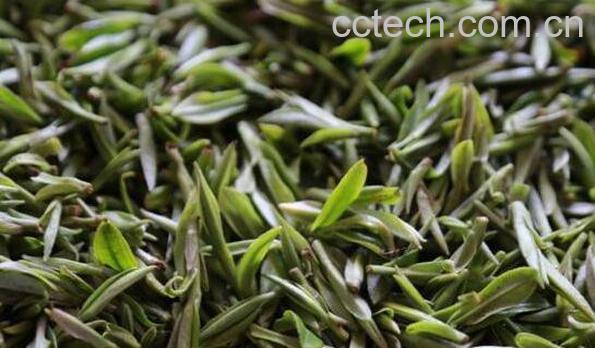 黄芽茶怎么泡 黄芽茶的正确泡法-0