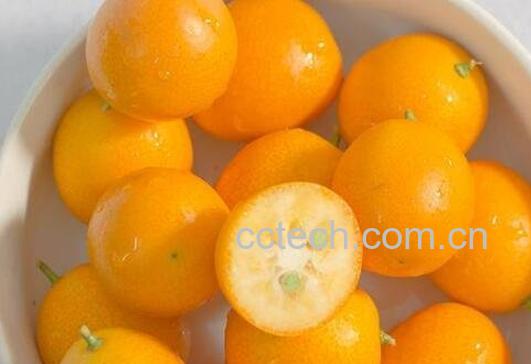 金桔有哪些功效与作用-1