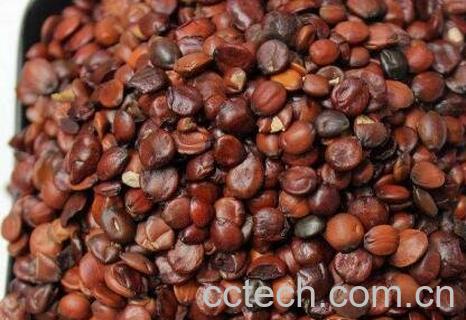 酸枣仁的功效与作用及药用价值-1