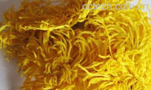 哪些人不能喝金丝皇菊 金丝皇菊的副作用与禁忌-1