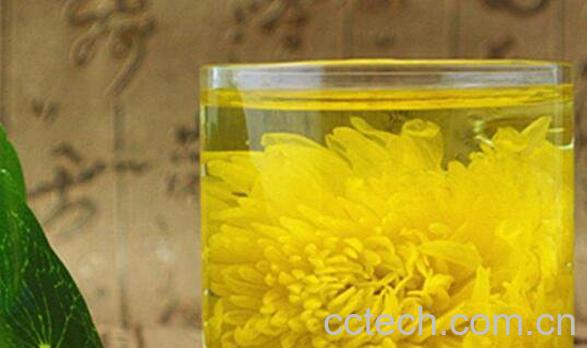 皇菊花茶的功效与作用-0