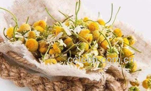 洋甘菊的用法 洋甘菊的副作用-0