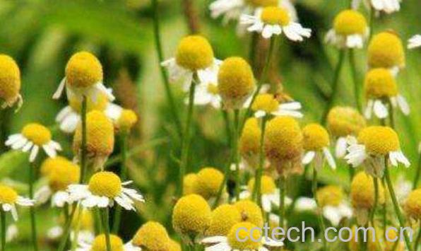 洋甘菊的用法 洋甘菊的副作用-1