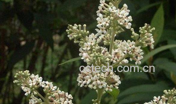 密蒙花茶功效与作用 密蒙花的副作用-1