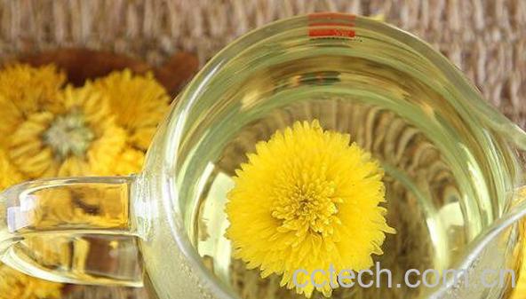 哪些人不适宜喝菊花茶 菊花茶的副作用与禁忌-0