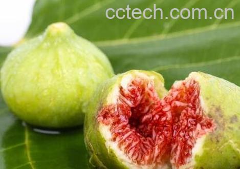 无花果的功效与禁忌-0