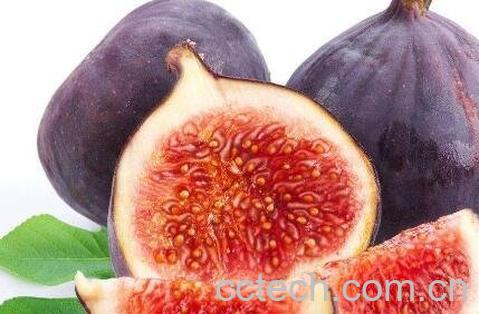 无花果的功效与禁忌-1