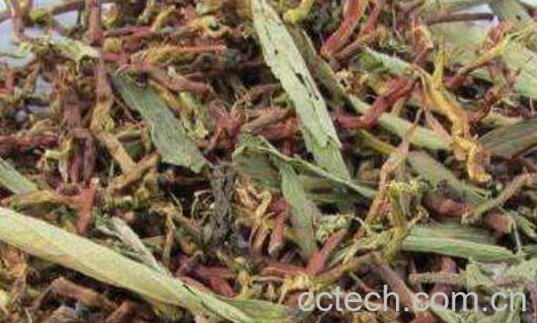 山密草茶的功效与作用-1