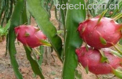  火龙果有哪些功效与作用-1