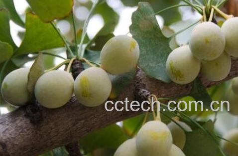 银杏果怎么吃 银杏果的食用方法-0