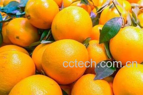 橙子有哪些功效与作用-0