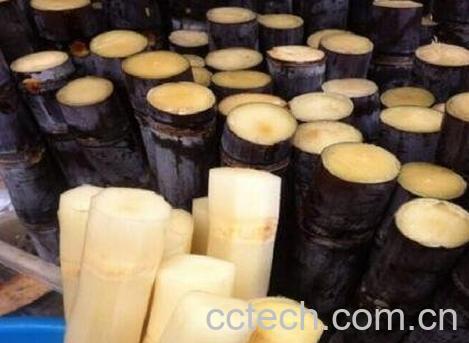 黑皮甘蔗的功效与作用-1