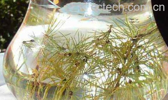 松针泡水喝有什么功效 松针泡水喝有什么好处-0