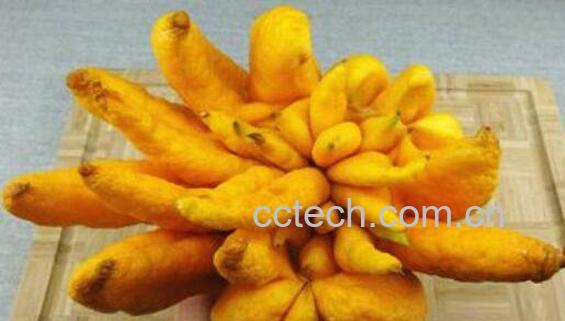 佛手泡茶的功效与作用-0