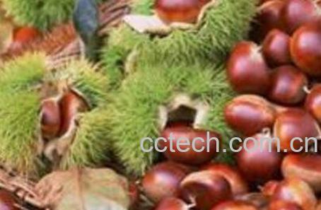  栗子如何保存 生栗子怎么保存时间长-0