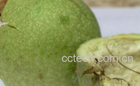 核桃皮的功效与作用与药用价值-0