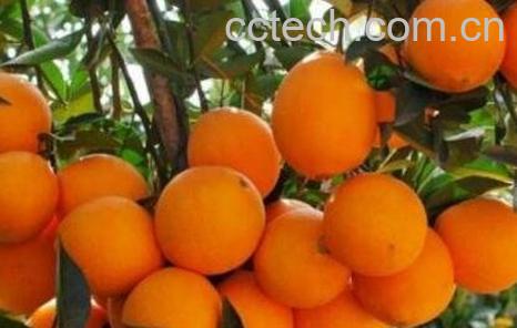 吃脐橙上火吗 脐橙煮着吃有什么好处-0