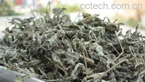  茅岩莓茶的功效与作用 茅岩莓茶的副作用-0