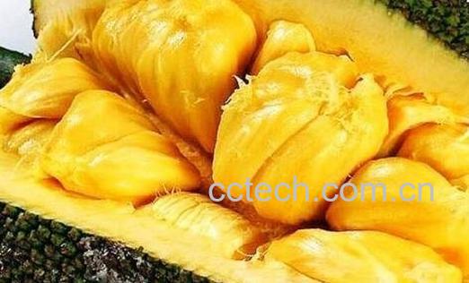 菠萝蜜怎么吃 吃菠萝蜜有什么禁忌-0