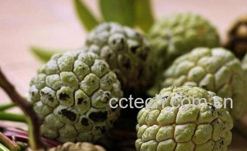 释迦果怎么看熟没熟 释迦果怎么催熟-0