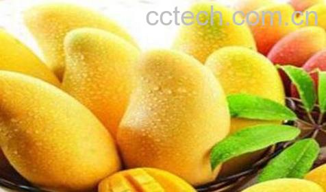 孕妇可以吃芒果吗 孕妇吃芒果的好处和坏处-0